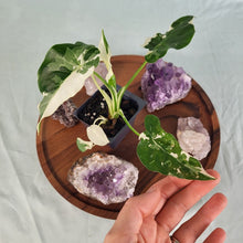 Load image into Gallery viewer, Alocasia Odora, Okinawa Silver Variegated 2.5" pot, Fedex 2day*