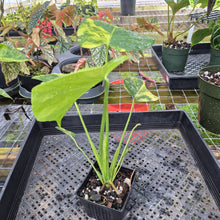 Load image into Gallery viewer, Monstera Marilyn Variegated, Exact Plant Ships Nationwide.