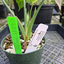Load image into Gallery viewer, Homalomena Schismatoglottis Neoguineensis, Exact Plant Ships Nationwide