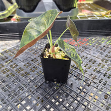 Load image into Gallery viewer, Alocasia Sedenii Aurea Variegated, Exact Plant Ships Nationwide