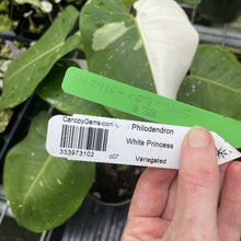 Load image into Gallery viewer, Philodendron White Princess Variegated exact plant, Fedex 2day*
