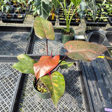 Load image into Gallery viewer, Philodendron Orange Princess Variegated exact plant, Fedex 2day