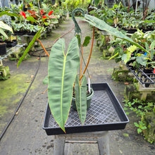 Load image into Gallery viewer, Philodendron Billietiae exact plant, Fedex 2day*