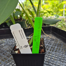 Load image into Gallery viewer, Philodendron Microstictum, Exact Plant Ships Nationwide