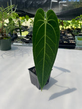 Load image into Gallery viewer, Anthurium Cirinoi, Exact Plant Ships Nationwide