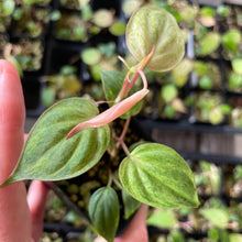 Load image into Gallery viewer, Philodendron Micans Mint Pink Variegated, 2.5” pot, Fedex 2 day*