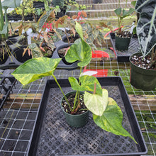 Load image into Gallery viewer, Anthurium Andraeanum White Heart, Exact Plant Variegated Ships Nationwide