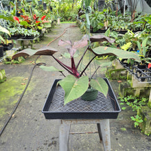 Load image into Gallery viewer, Philodendron Orange Princess Variegated exact plant, Fedex 2day*