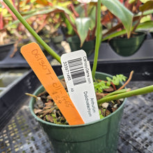 Load image into Gallery viewer, Anthurium Dolichostachyum , Exact Plant Ships Nationwide