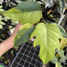 Load image into Gallery viewer, Philodendron Mayoi Aurea Variegated exact plant, Fedex 2day*
