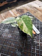 Load image into Gallery viewer, Monstera deliciosa green snow, Exact Plant Ships Nationwide