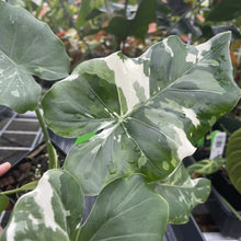 Load image into Gallery viewer, Alocasia Odora, Okinawa Silver Variegated exact plant, Fedex 2day*