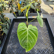 Load image into Gallery viewer, Philodendron Splendid, Exact Plant 4" Ships Nationwide