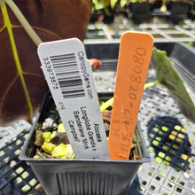 Load image into Gallery viewer, Alocasia Longiloba Grandis x Sanderiana 'Mark Campbell' exact plant, Fedex 2day*