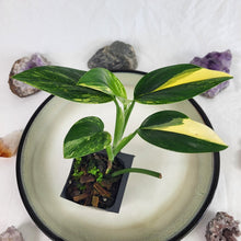 Load image into Gallery viewer, Monstera Standleyana Aurea, Exact Plant Variegated Ships Nationwide