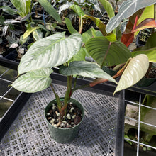 Load image into Gallery viewer, Philodendron Sodiroi True Form exact plant, Fedex 2day