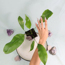 Load image into Gallery viewer, Anthurium Gracile Shipped Nationwide