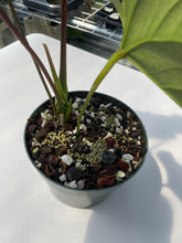 Load image into Gallery viewer, Anthurium Moodeanum, Exact Plant