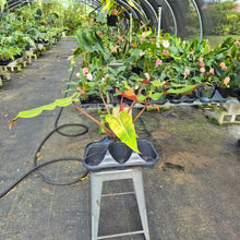 Load image into Gallery viewer, Philodendron Orange Marmalade, Exact Plant Ships Nationwide