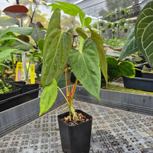 Load image into Gallery viewer, Anthurium Papillilaminum Fort Sherman X ( FS X Ralph Lynam), Ships Nationwide