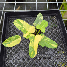 Load image into Gallery viewer, Philodendron Bipennifolium Variegated exact plant, Fedex 2day*