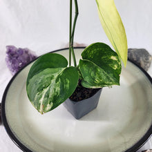 Load image into Gallery viewer, Scindapsus Jade Satin Aurea, Exact Plant Variegated