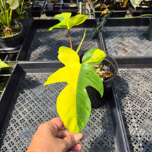 Load image into Gallery viewer, Philodendron Florida Beauty Variegated exact plant, Fedex 2day