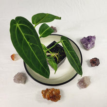 Load image into Gallery viewer, Anthurium Warocqueanum, Queen, Exact Plant