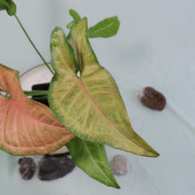 Load image into Gallery viewer, Syngonium Regina Red 4" pot, Fedex 2 day*