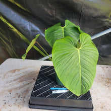 Load image into Gallery viewer, Philodendron Sodiroi True Form, Exact Plant Ships Nationwide