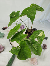 Load image into Gallery viewer, Panda, Exact Plant, variegated Syngonium