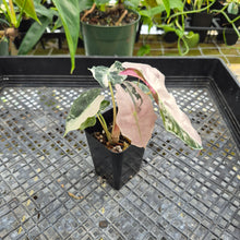 Load image into Gallery viewer, Alocasia polly snowflake pink variegated, Exact Plant Ships Nationwide.