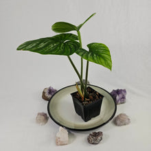 Load image into Gallery viewer, Philodendron Mamei, Exact Plant Ships Nationwide