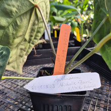 Load image into Gallery viewer, Anthurium "Michelle x Zara" x Noid Hybrid, Exact Plant Ships Nationwide