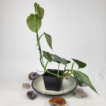 Load image into Gallery viewer, Philodendron Brandtianum Mini Form 4" pot, Fedex 2day*