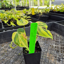 Load image into Gallery viewer, Philodendron Hederaceum Micans Aurea, Exact Plant Variegated Ships Nationwide
