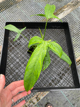 Load image into Gallery viewer, Philodendron Paloraense Type 4" pot, Fedex 2day*