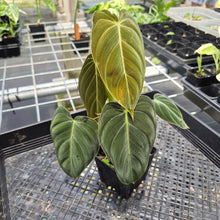 Load image into Gallery viewer, Philodendron Melanochrysum 4" pot, Fedex 2day*