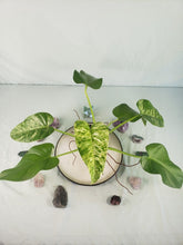 Load image into Gallery viewer, Giganteum Blizzard, exact plant, variegated Philodendron, ships nationwide