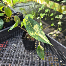 Load image into Gallery viewer, Alocasia scalprum Aurea, Exact Plant Ships Nationwide