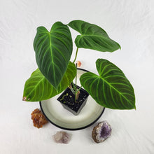 Load image into Gallery viewer, Philodendron Splendid 4" pot, Fedex 2day*