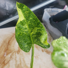 Load image into Gallery viewer, Philodendron Jose Buono, Exact Plant Variegated Ships Nationwide