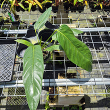 Load image into Gallery viewer, Anthurium Spectabile Wide Form exact plant, Fedex 2day*