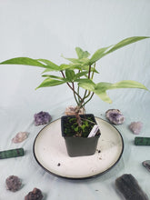 Load image into Gallery viewer, Florida Ghost, Exact Plant, Philodendron