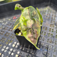 Load image into Gallery viewer, Alocasia Azlanii Aurea variegated , Exact Plant Ships Nationwide