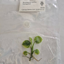 Load image into Gallery viewer, Scindapsus Pictus Variegated tissue culture Fedex 2day