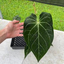 Load image into Gallery viewer, Anthurium Magnificum X AFF noid, exact plant, Fedex 2day*