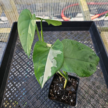 Load image into Gallery viewer, Syngonium Chiapense, Exact Plant Variegated Ships Nationwide