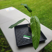 Load image into Gallery viewer, Anthurium Spectabile Wide Form, Exact Plant Ships Nationwide
