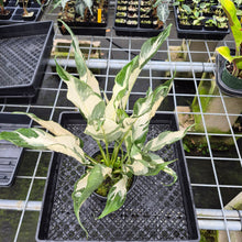Load image into Gallery viewer, spathiphyllum galaxy Variegated exact plant, Fedex 2day